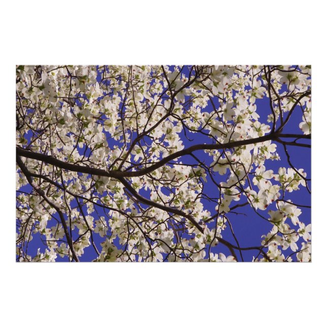 Foto 36"x24" White Dogwood (Frente)