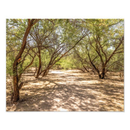 Foto 4745-Shade Trees no Deserto