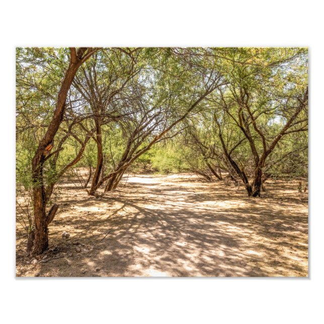 Foto 4745-Shade Trees no Deserto (Frente)