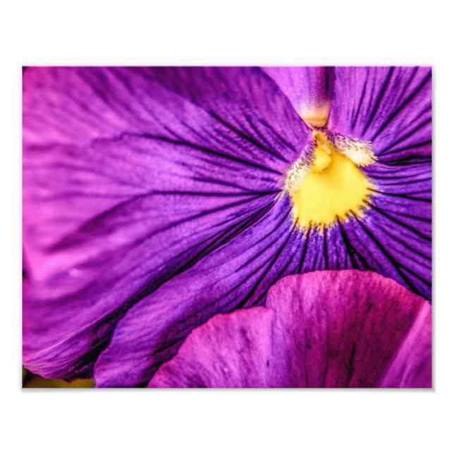 Foto 5884-Purple Pansy (Frente)