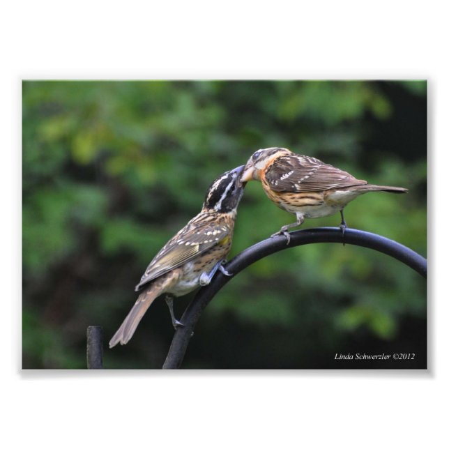 Foto 5X7 Grosbeak Mãe e Juvenil (Frente)