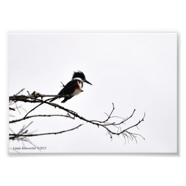 Foto 5X7 Kingfisher Contra o Céu Estrelado (Frente)