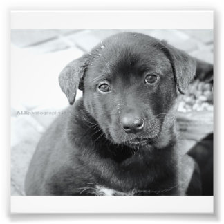 Foto 6" x 4", Kodak Professional Photo Paper (Satin)