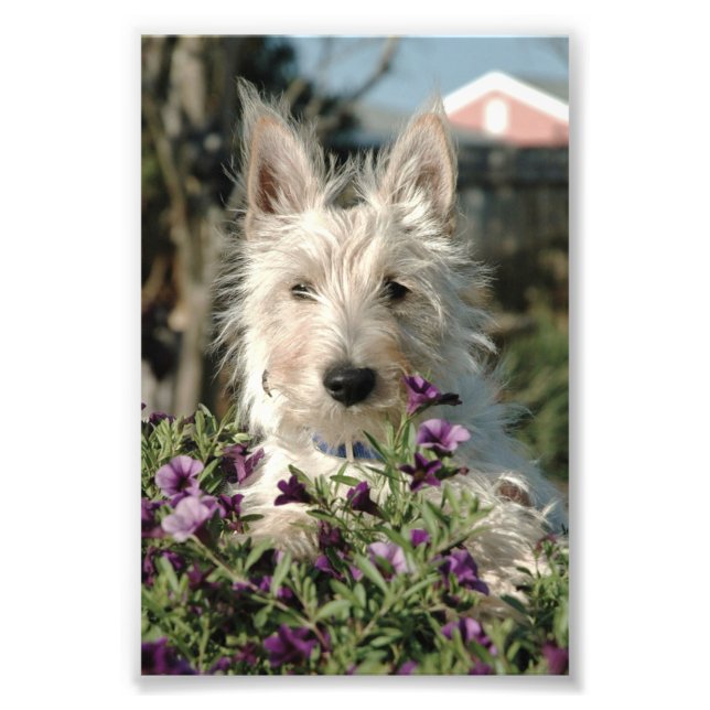 Foto 6 x 4 - Scottish Terrier (Frente)