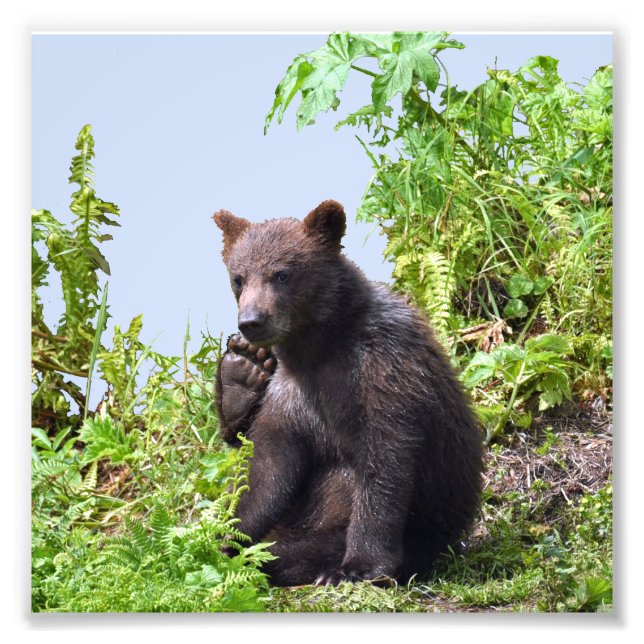 Foto 6x6 Kodak Professional Photo Paper (Satin) de cub (Frente)