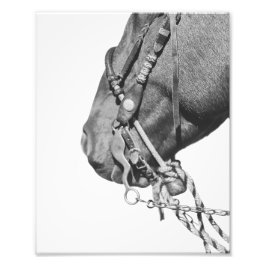 Foto 8x10 Print - Colt in the Two-Rein