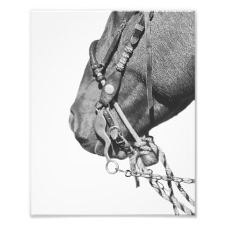 Foto 8x10 Print - Colt in the Two-Rein