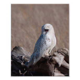 Foto 8X10 Snowy Owl Ri!