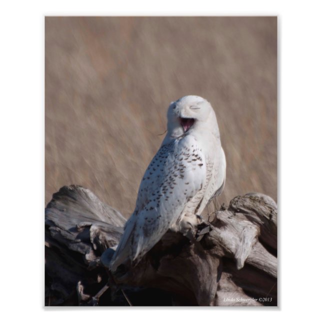 Foto 8X10 Snowy Owl Ri! (Frente)