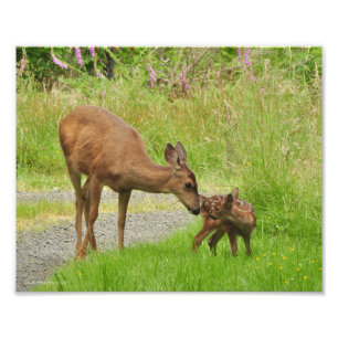 Foto 8Xx10 Mamãe Deer ama seu bebê