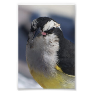 Foto A Bananaquit ~ Yes I am, looking at you.  