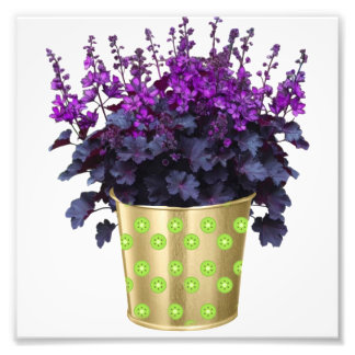 Foto A beleza das plantas domésticas e das flores - cha