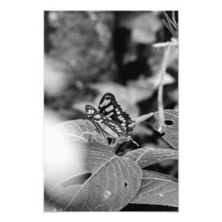 Foto A Borboleta e as Folhas (B&W)