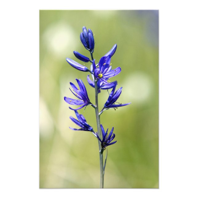 Foto A flor de um lírio camas no Condado de Valley, (Frente)