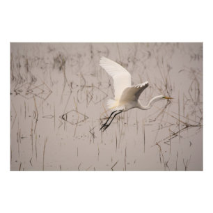 Foto A Grande Garça 36 x 24 Kodak Pro Photo (Satin)