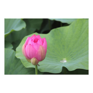 Foto A Lotus Bud and the Morning Dew