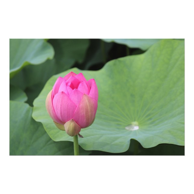 Foto A Lotus Bud and the Morning Dew (Frente)