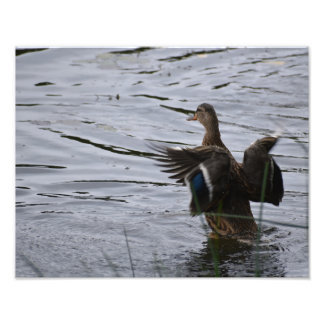 Foto A Mallard duck flapping her wings.