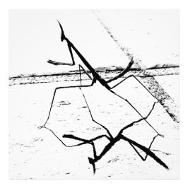 Foto A Mantis Pensadora