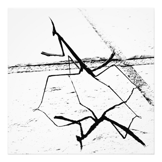 Foto A Mantis Pensadora (Frente)