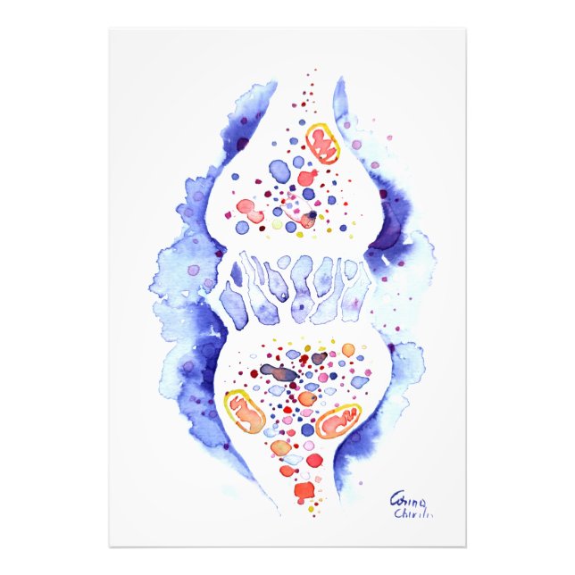 Foto A sinapse e a tela do impulso nervoso imprimem (Frente)