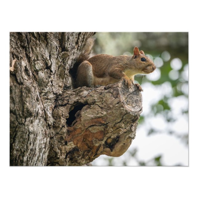 Foto A squirrel perched on the knob of a tree. (Frente)