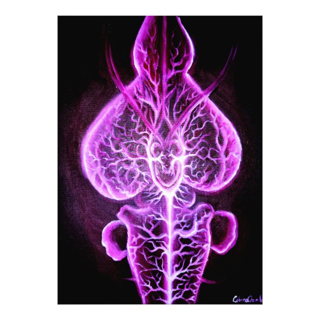 Foto A vascularização do sistema nervoso em roden (Frente)