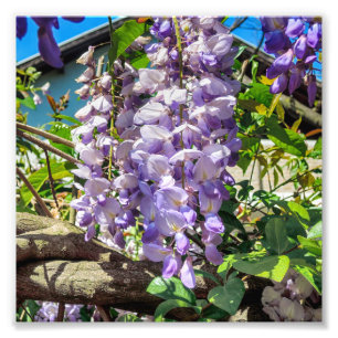 Foto A violeta floresce glicínias