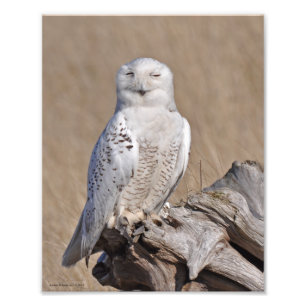 Foto A Winking Snowy Owl!