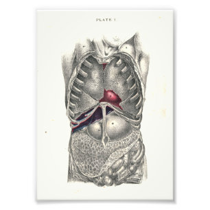 Foto Abdômen do impressão da anatomia de 1895 seres