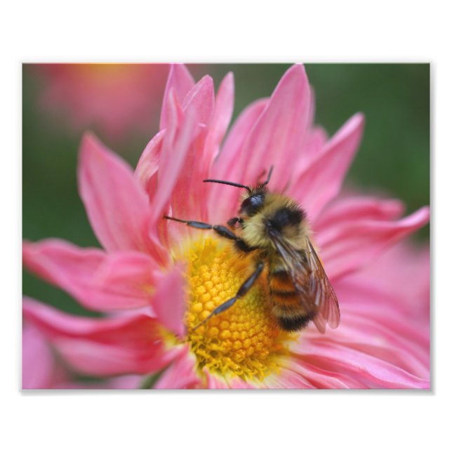 Foto Abelha-Bumble Na Flor-Daisy Rosa Fechar 8x10 (Frente)