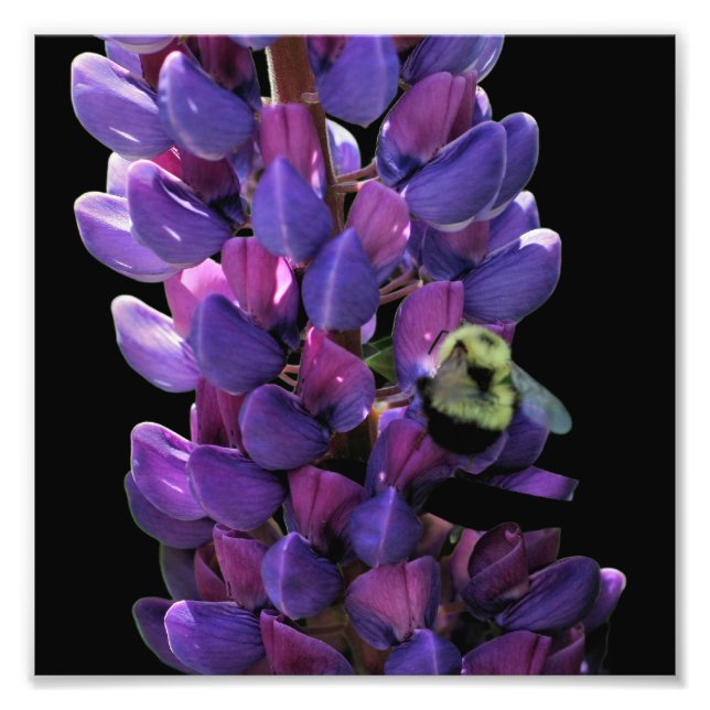 Foto Abelha-Bumble Na Flor-Lupina Selvagem Feche 8x8 (Frente)