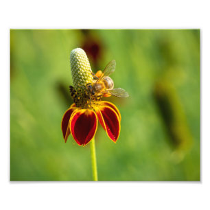 Foto Abelha de Mel na Flor de Chapéu Mexicano