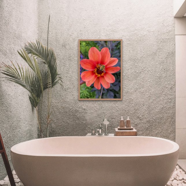 Foto Abelha em Orange Dahlia Bloom Floral (In Situ Framed)