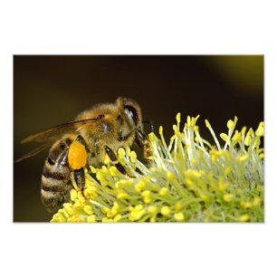 Foto Abelha no Trabalho