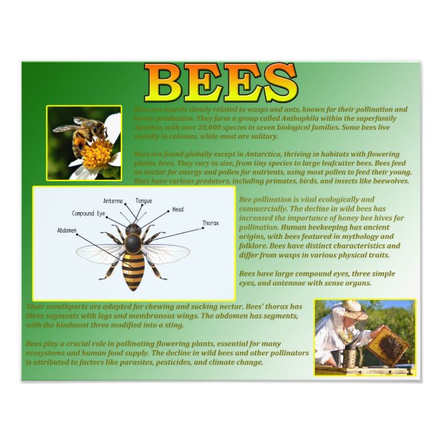 Foto Abelhas (Frente)