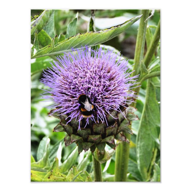 FOTO ABELHAS (Frente)