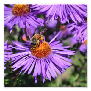 Foto Abelhas De Mel Na Flor De Aster Roxo 8x8