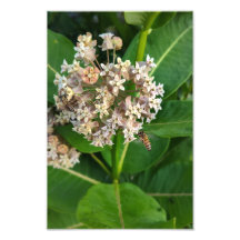 Abelhas Dividindo e Conquistando