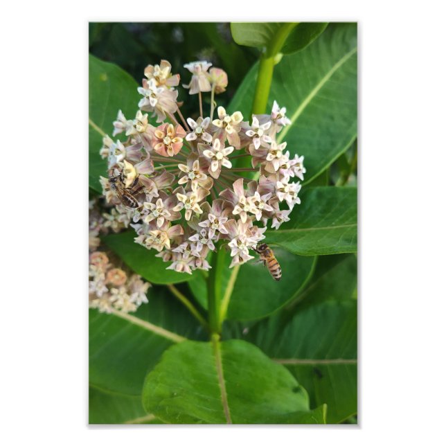 Foto Abelhas Dividindo e Conquistando (Frente)