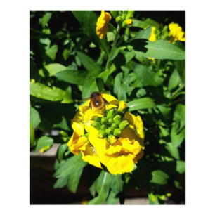 Foto Abelhas nas Flores Amarelas