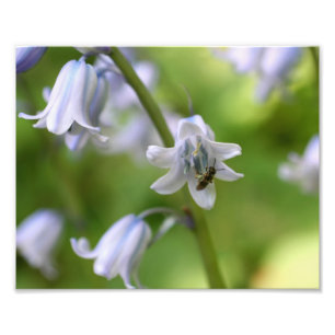 Foto Abelhas Pequenas Em Bluebell Flower 10x8 Natureza