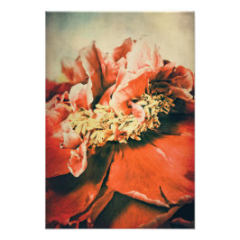 Foto Abstrakte Pfingstrose