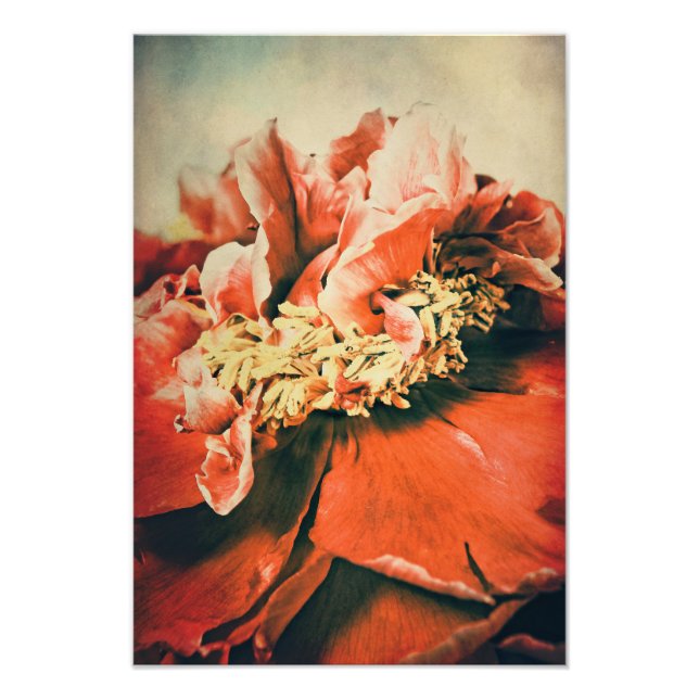 Foto Abstrakte Pfingstrose (Frente)