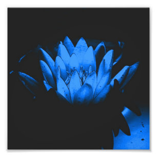 Foto Abstrato 8x8 da Lily Lotus de Água Azul