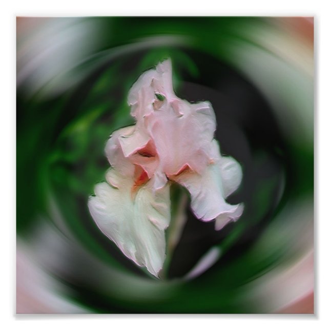 Foto Abstrato de Flor Iris Rosa, Art 8x8 (Frente)