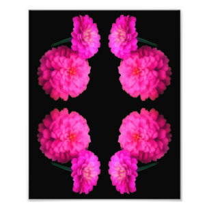 Foto Abstrato de Par de Flor Zinnia Rosa, Art 8x10