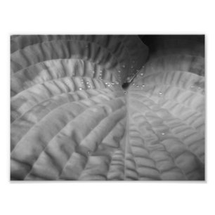 Foto Abstrato & Waterdrops-B&W da folha