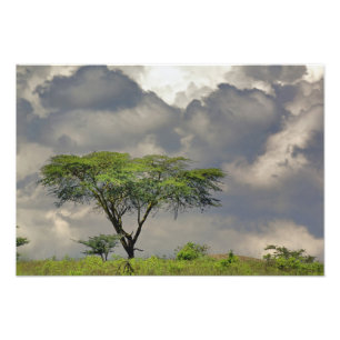Foto Acácia Espinho de Guarda-Chuva, Acacia tortilis, e
