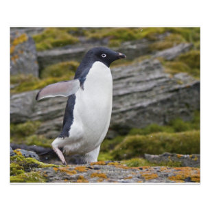 Foto Adelie Penguin Impressão